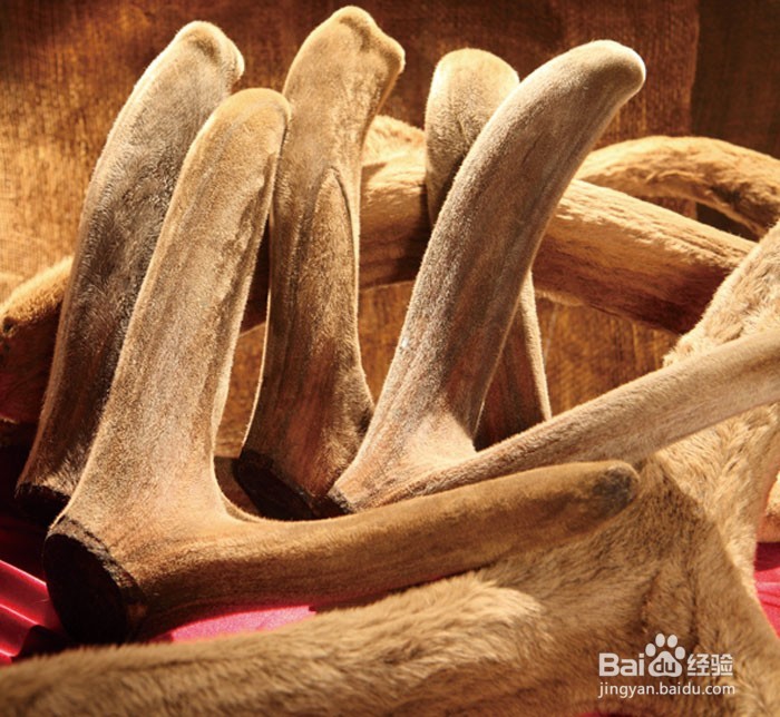 男人补肾壮阳食物【鹿茸补酒】