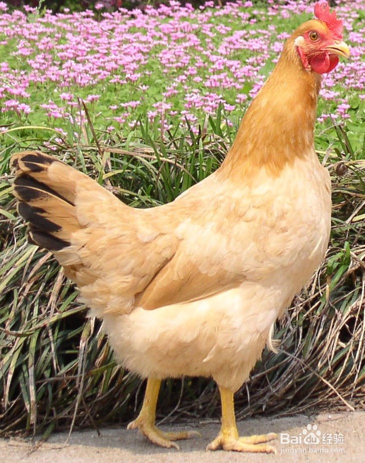 如何制作一道饭桌霸主(1)——麻辣小煎鸡