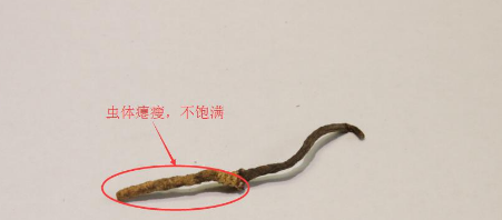 冬虫夏草怎么食用 冬虫夏草的吃法技巧