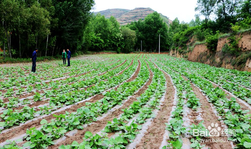 白芨如何种植长得快