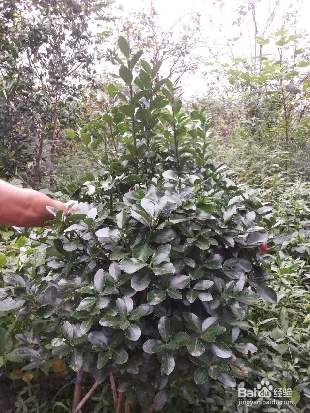 怎么把万年青修剪成圆形？