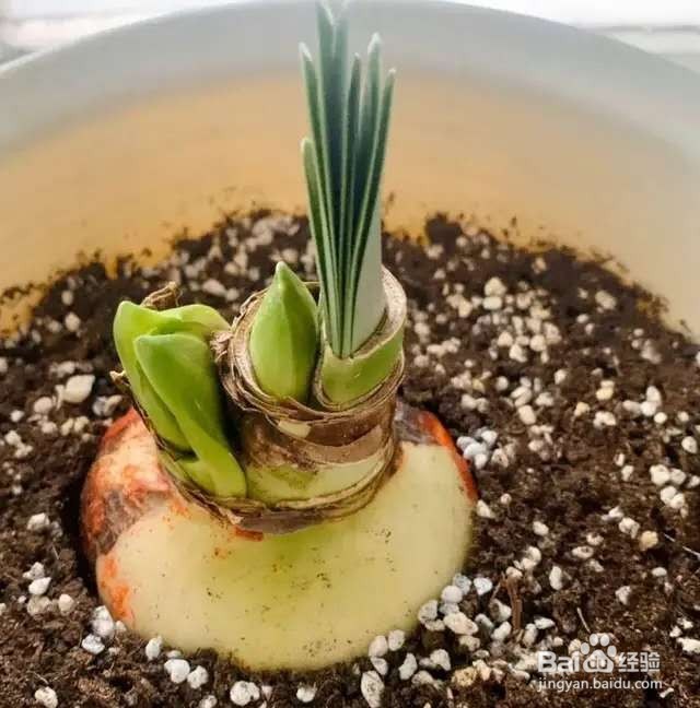 栀子花太难养？记住：少折腾，不黄叶，年年开花
