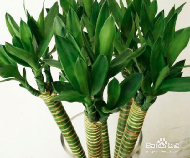 富贵竹怎么水养才旺盛
