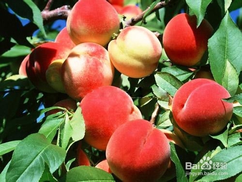 什么水果美容最好