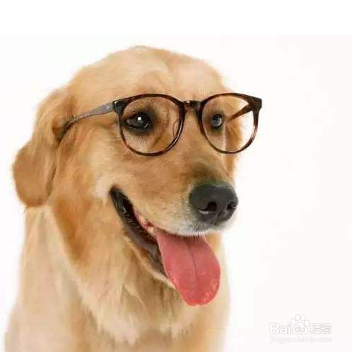 训练狗狗的小技巧有哪些？