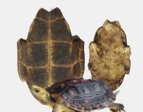 中医炮制：[40]龟板的炮制方法