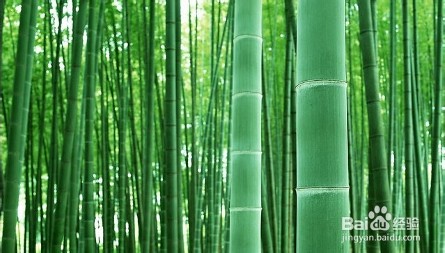 玉竹的田间管理方法