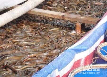 黄鳝冬季囤养技术