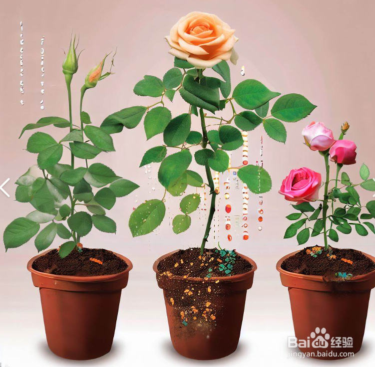 月季花养护方法和注意事项
