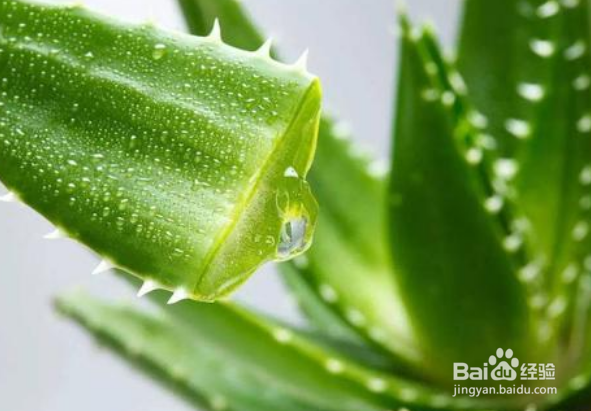 快速去痘疤的方法