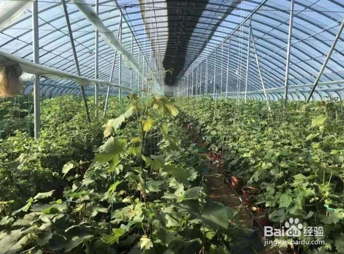 葡萄种植时间和方法