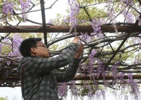 紫藤花修剪方法