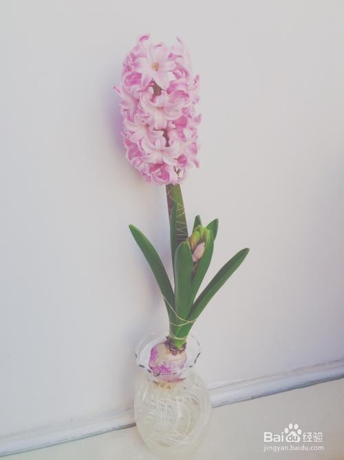 风信子能不能放在卧室养