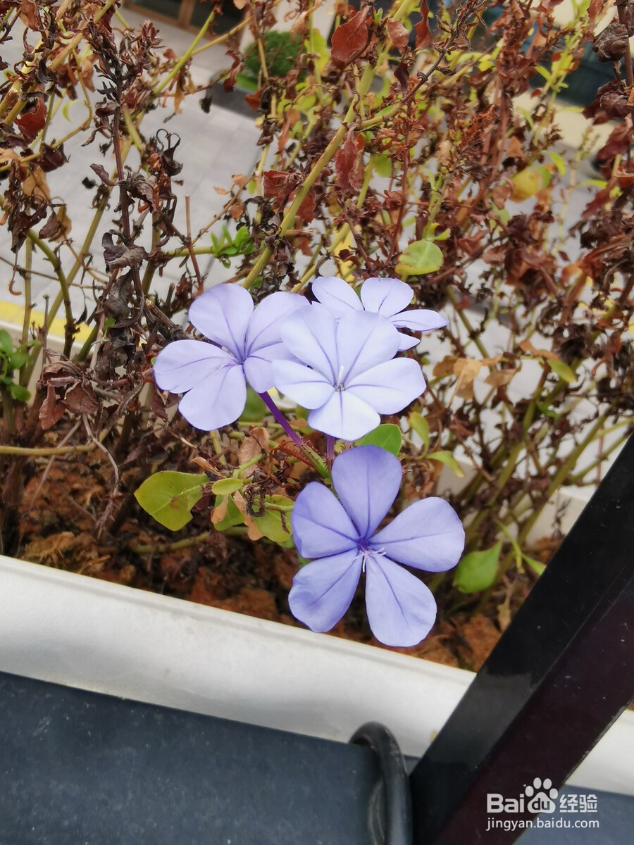 蓝花丹的养殖方法和注意事项