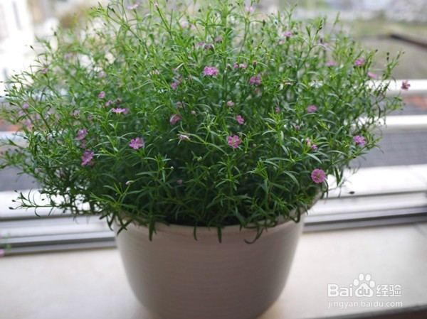 吉普赛满天星怎么种 花园新娘种植时应注意什么