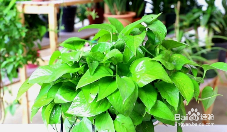 绿箩怎么养护长得才茂盛