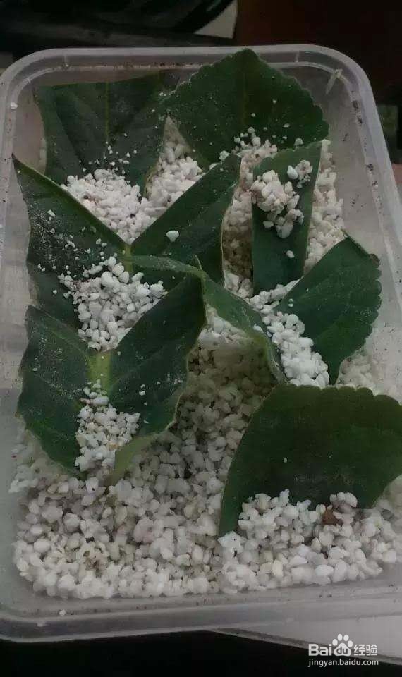 2种“耐阴花”，摘片叶子长1盆，易开花爆盆！