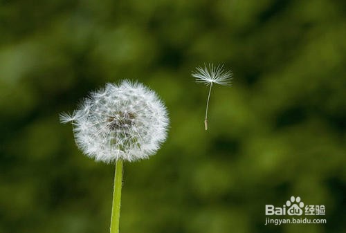 如何选择护肝的食材