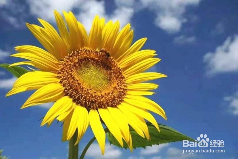 word中如何查看字数