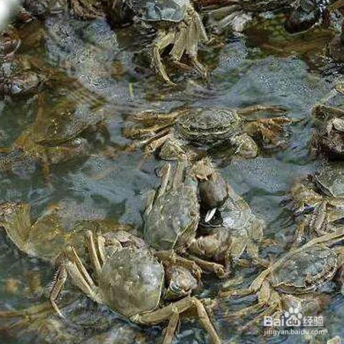 六月黄大闸蟹是什么？六月黄的烹饪方法。