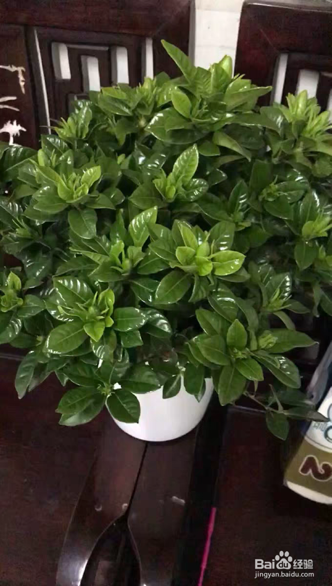 栀子花该如何养殖