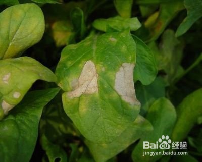 茄子病虫害的防治方法