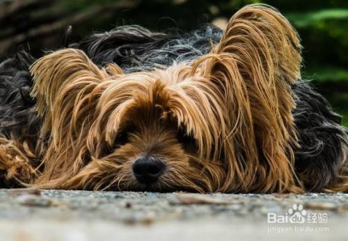 狗狗肚子痛的表现和处理方法 百度经验