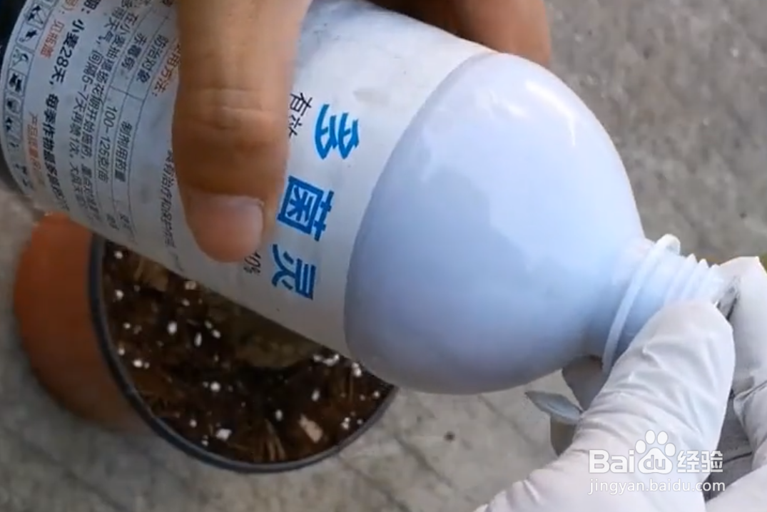 发财树树干萎缩怎么办