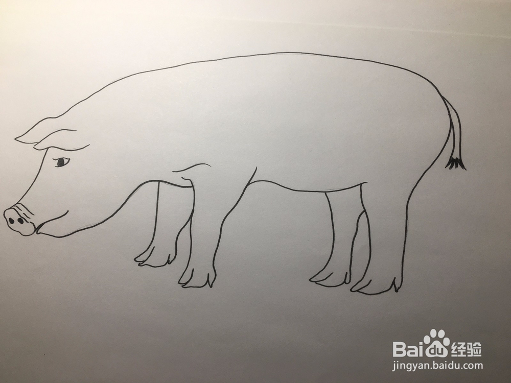 简笔画：猪的画法 幼儿简笔画