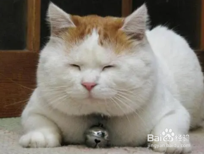 怎么让挑食的猫吃猫粮