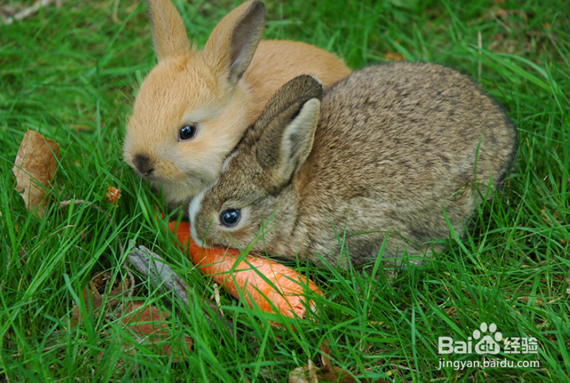 家兔的养殖与注意事项