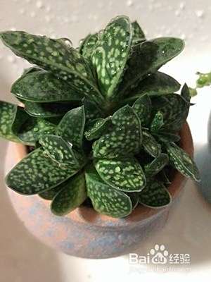 子宝多肉植物怎么养 百度经验 子宝多肉植物怎么养 百度经验
