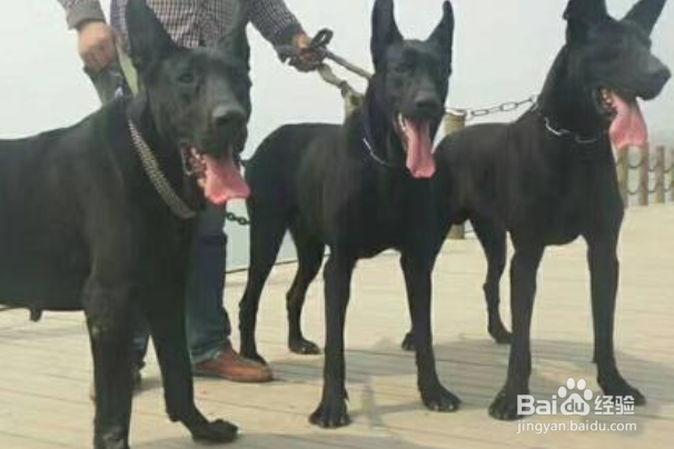 黑狼犬怎么训练?