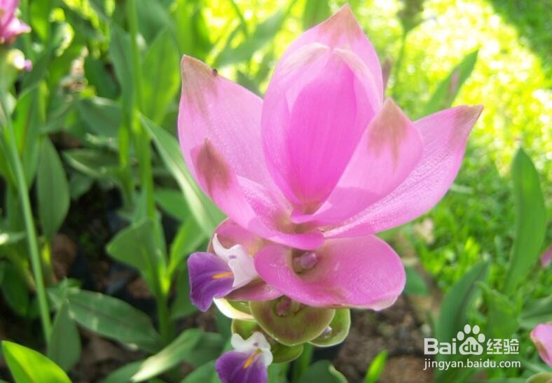 怎样来养护姜荷花