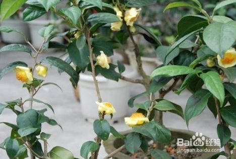 金茶花怎么种植方法 百度经验 金茶花怎么种植方法 百度经验