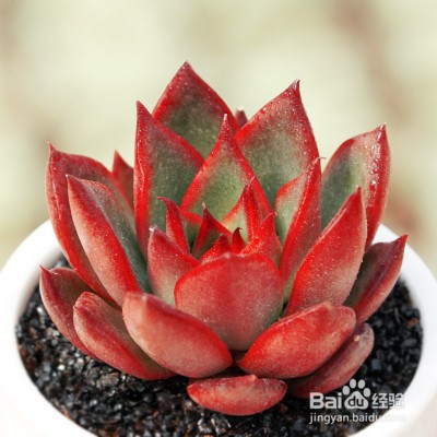 冬天多肉叶片扦插方法