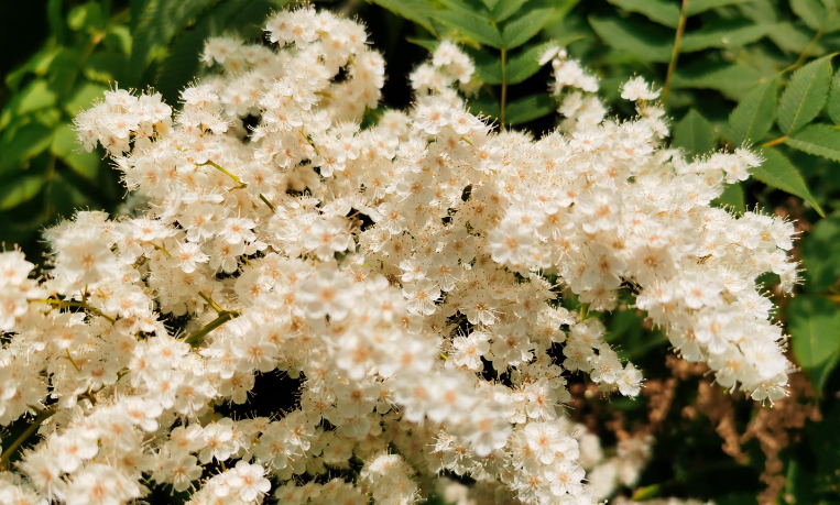 珍珠梅花的花语
