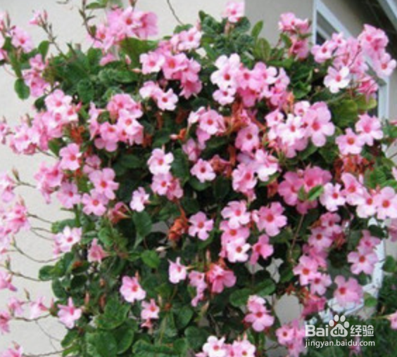 盆栽飘香藤冬天怎么养