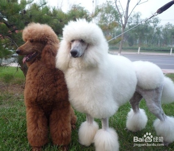 贵宾犬中暑怎么办