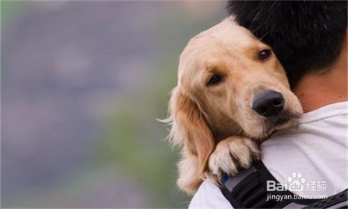 怎样为狗狗找一个好人家