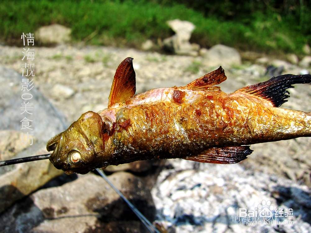 怎样捕捉刁子鱼又怎样用它来烧烤?