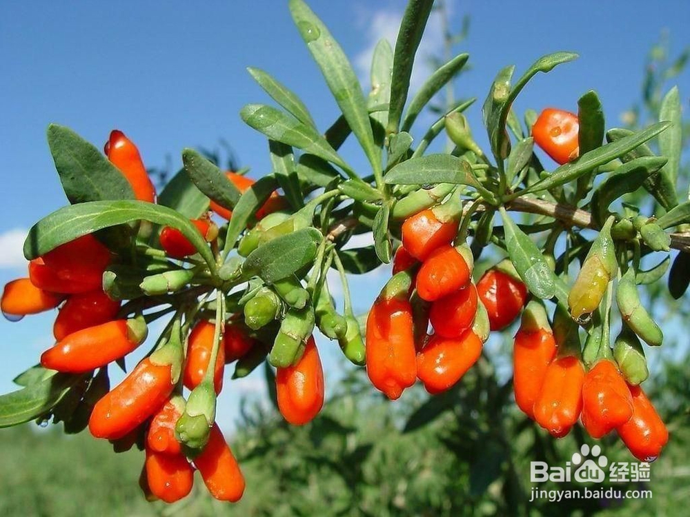 怎么样才能生津