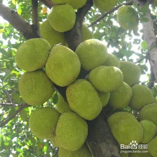 应该怎么判断菠萝蜜熟没熟，没熟怎么办？