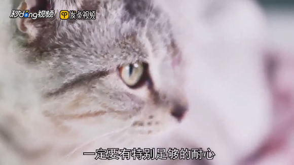 怎样使小猫亲近你