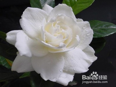 夏季种植哪些花草好