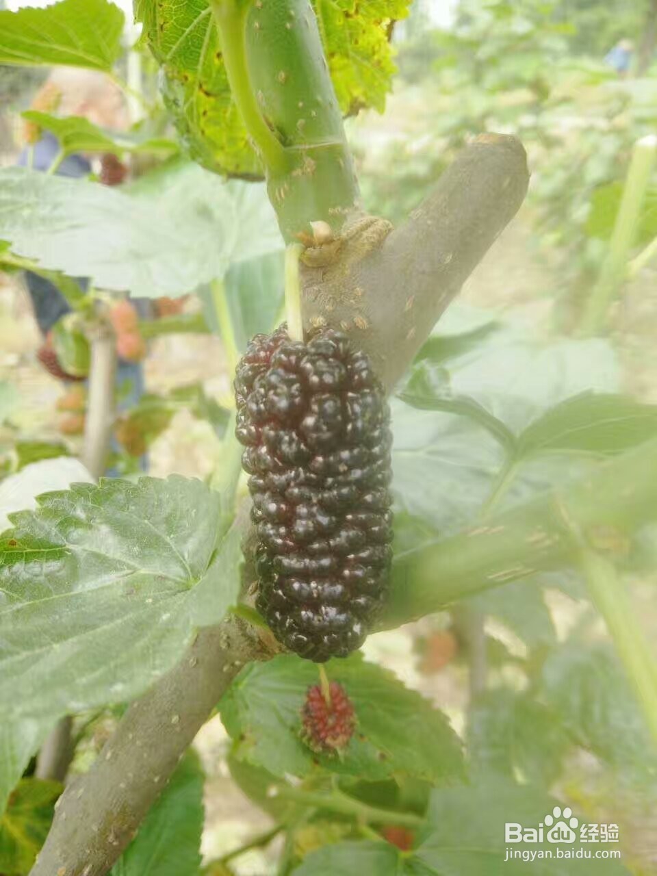 桑葚烘干机的作用,桑椹烘干机的使用