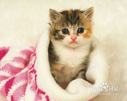 猫咪毛发打结的处理方法