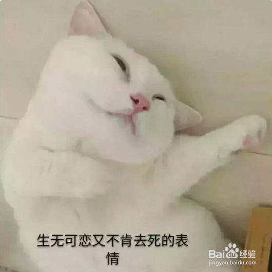 一到假期我的猫该怎么办呢