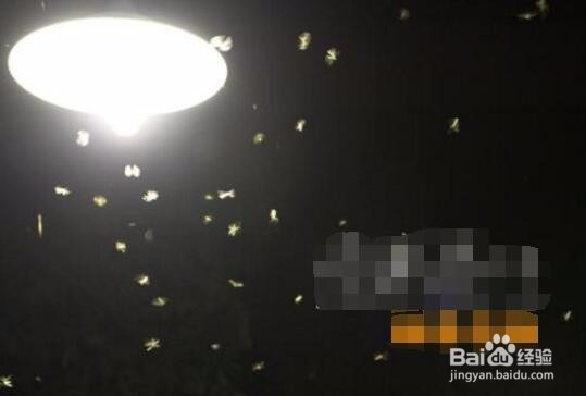 家里发现（水蚁）白蚁怎么办