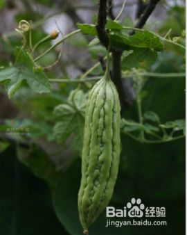 给身体排毒养颜、养肝护肝的人,多吃这五种食物